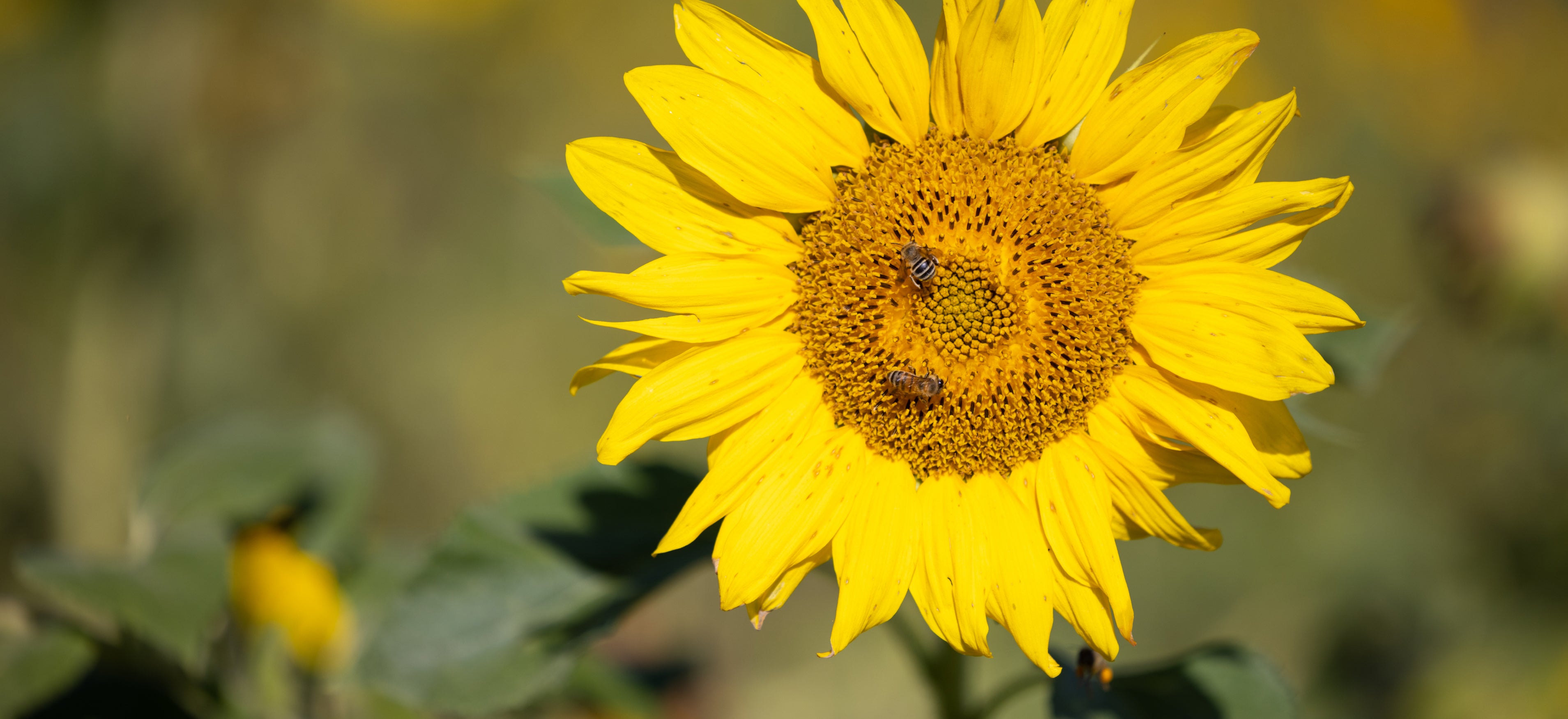 Projects / One Heart Apiary - One Heart Foundation