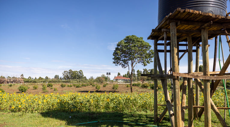 Projects / One Heart Apiary - One Heart Foundation